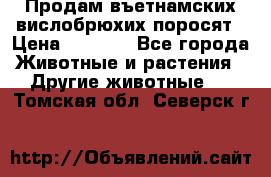 Продам въетнамских вислобрюхих поросят › Цена ­ 2 500 - Все города Животные и растения » Другие животные   . Томская обл.,Северск г.